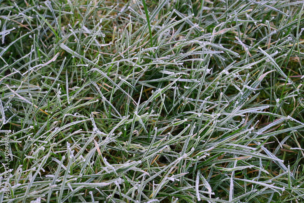 Frosty grass on a winters morning in the UK in February