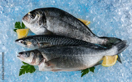 Fish placed on ice drift