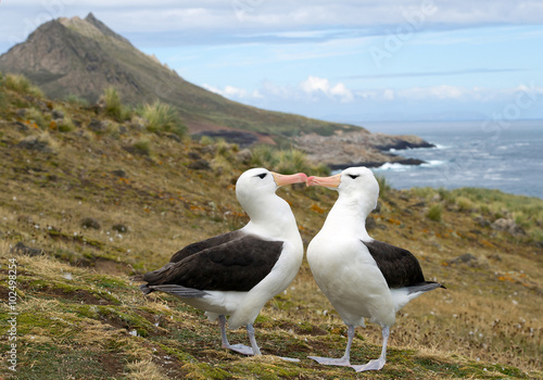 Schilderij op canvas Pair of black browed albatrosses on nest, ready to mate, cleaning feathers each