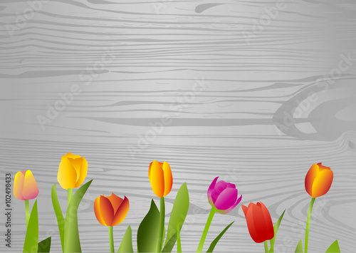 Tulpen