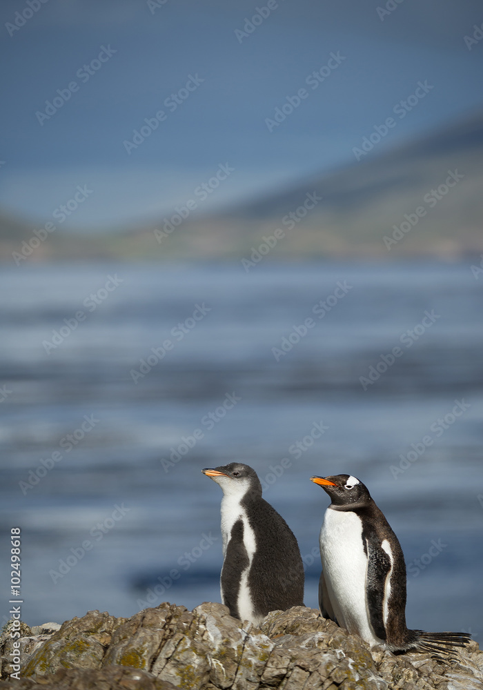 Naklejka premium Gentoo penguin and chick standing on the rock, with clean background, South Georgia Island, Antarctica