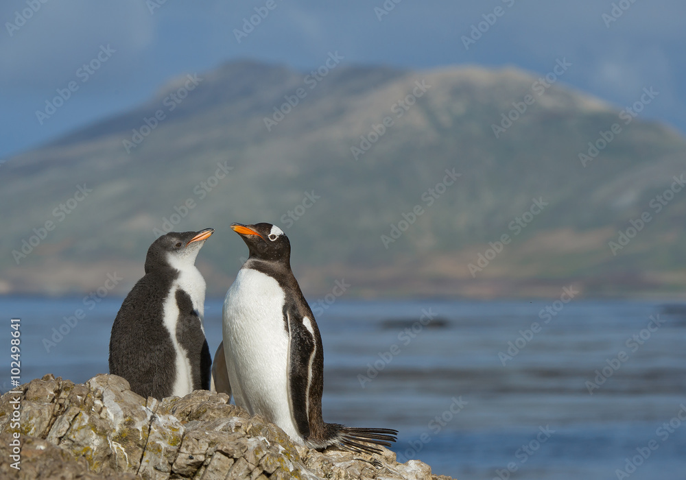 Naklejka premium Gentoo penguin and chick standing on the rock, with ocean and hill in background, South Georgia Island, Antarctica