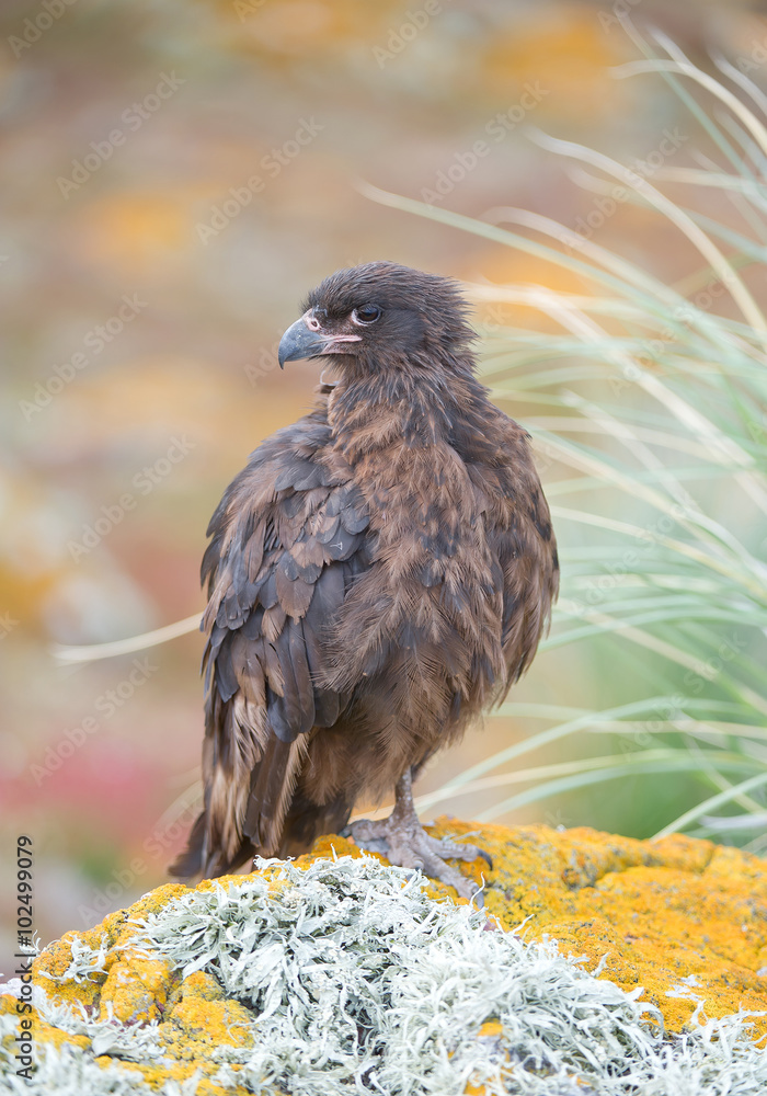 Fototapeta premium Chimango sitting on the rock with clean colorful background, South Georgia Islands, Antarctica