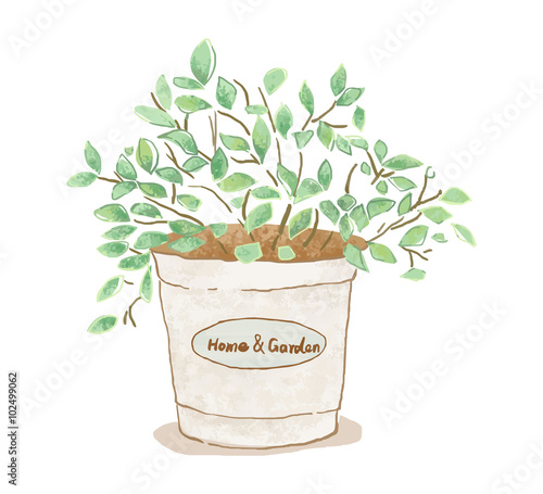 植物
