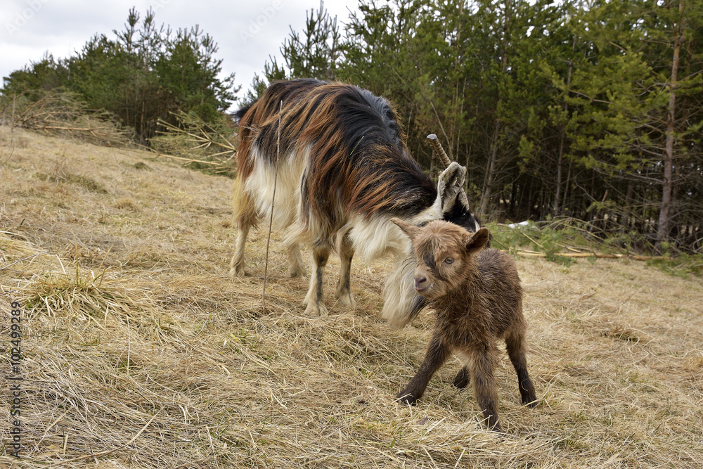 Goat with kid