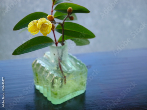 A small flower arrangement of CONFUSION, CONFUSION,flower arrangement,yellow, spring, flower, plant, plum, Lauraceae,  deciduous shrub