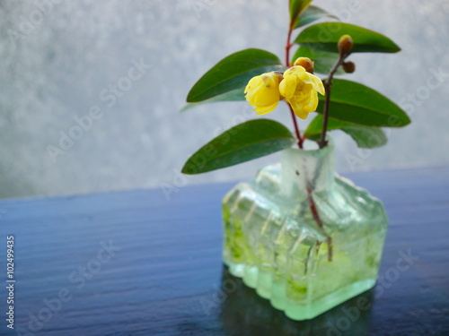 A small flower arrangement of CONFUSION, CONFUSION,flower arrangement,yellow, spring, flower, plant, plum, Lauraceae,  deciduous shrub