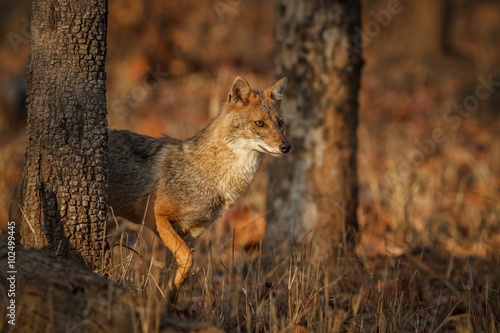 golden jackal / Beautiful golden jackal in nice sof light from Pench tiger reserve in India photo