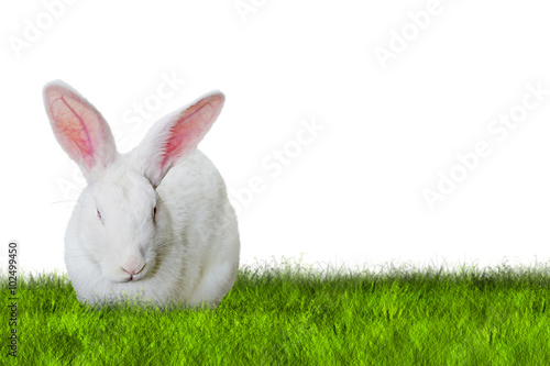 Bunny Easter on grass