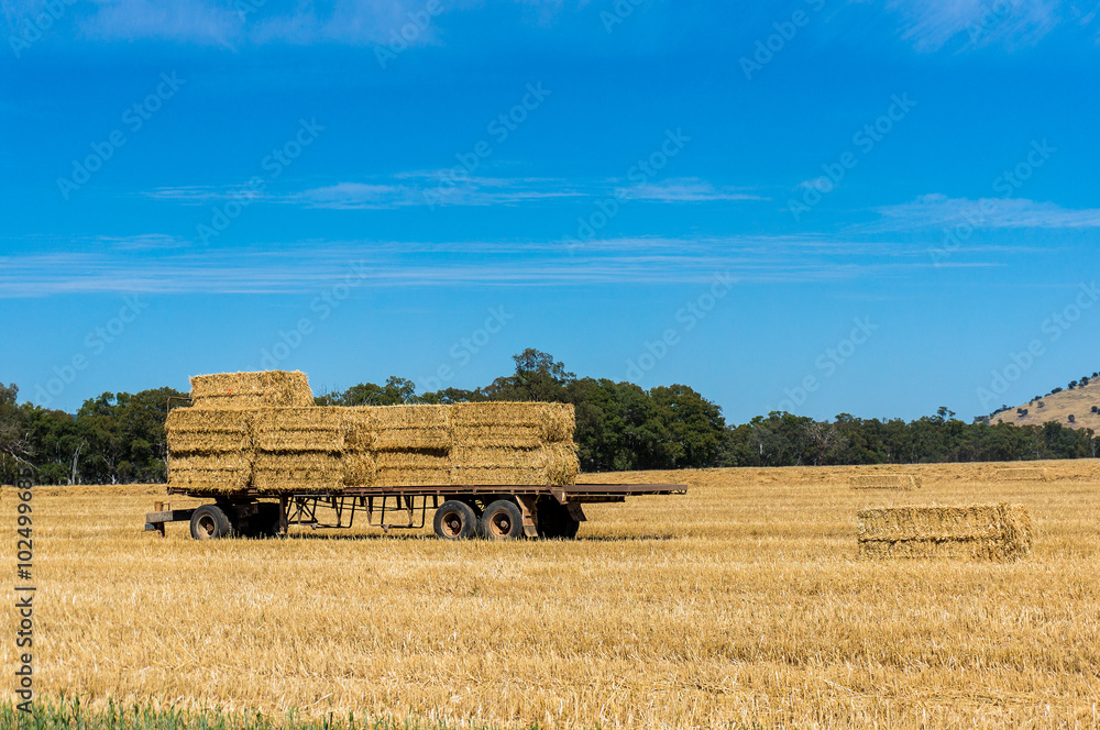 Fototapeta premium Agriculture scene. Farmers trailer loaded with hay bales on a fi