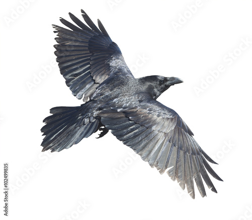 Raven in flight isolated