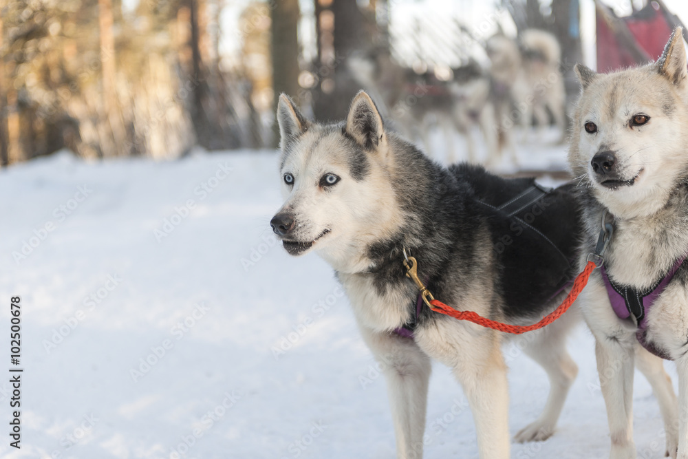 Dog sledding in Finland