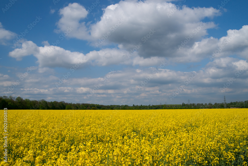 Rapsfeld mit blauem Himmel