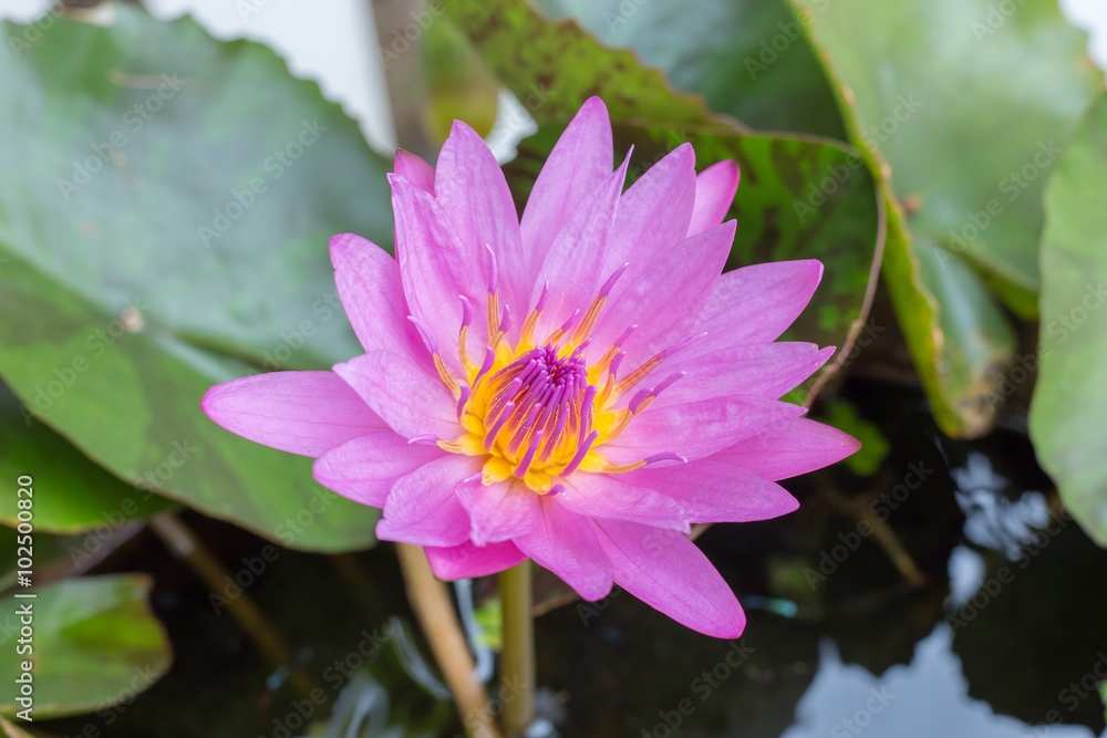 lotus with leaves lotus with leaves