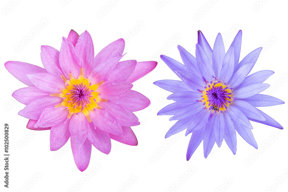 lotus flower isolated lotus flower isolated