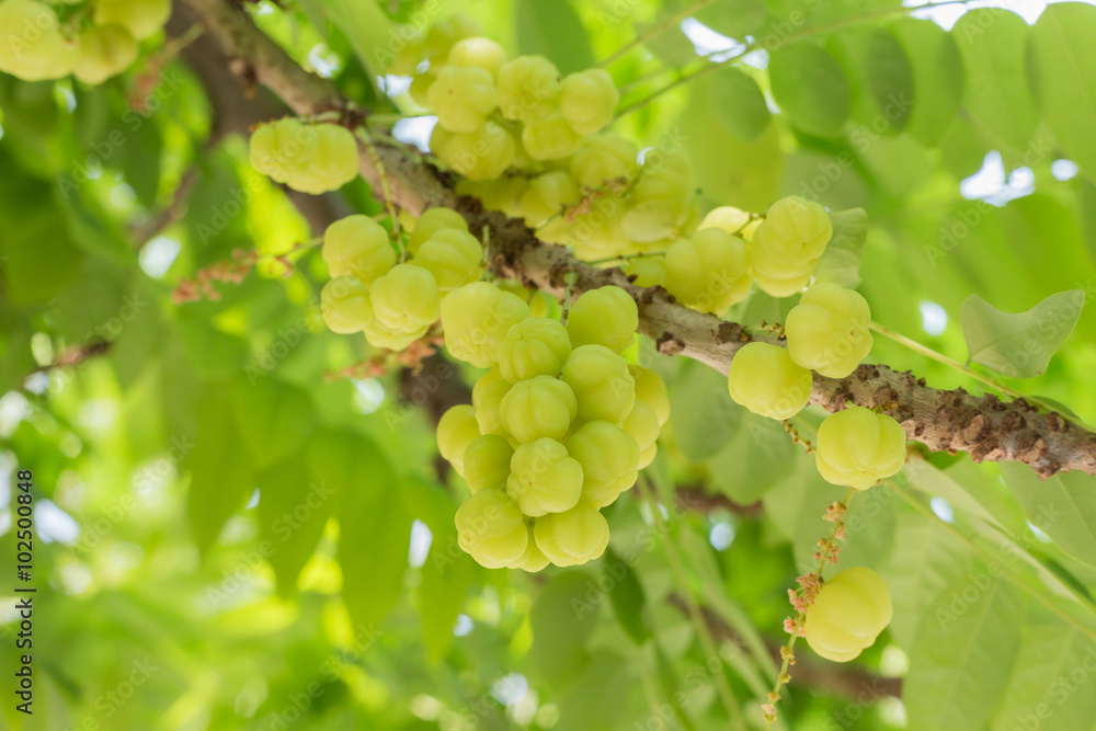 star gooseberry fruit star gooseberry fruit