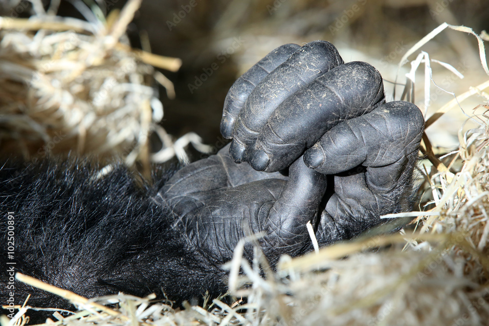 Fototapeta premium Hand of a chimpanzee