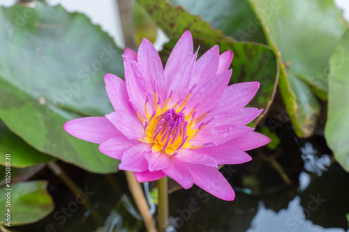 lotus with leaves