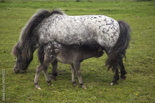 Foal of pony drinking from its mother  Hardinxveld-Giessendam  South Holland  Netherlands  