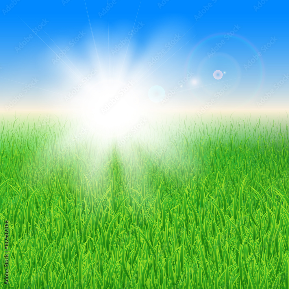 Green grass under the sun