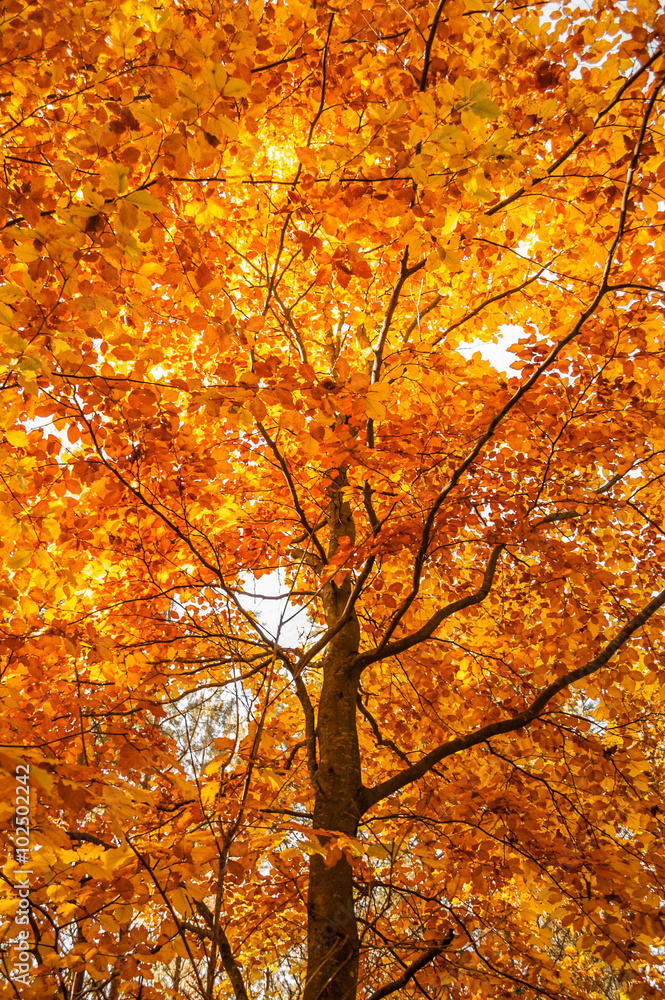 Beautiful autumn tree.