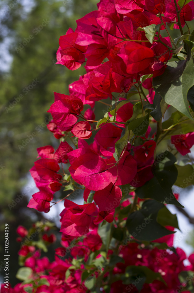 Bougainvillea flowers in bright red and green Bougainvillea flowers in bright red and green