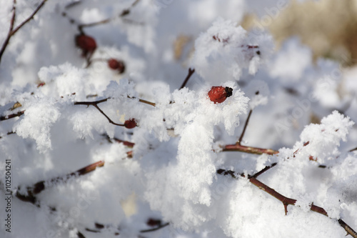 Berries on a rose covered with hoarfrost