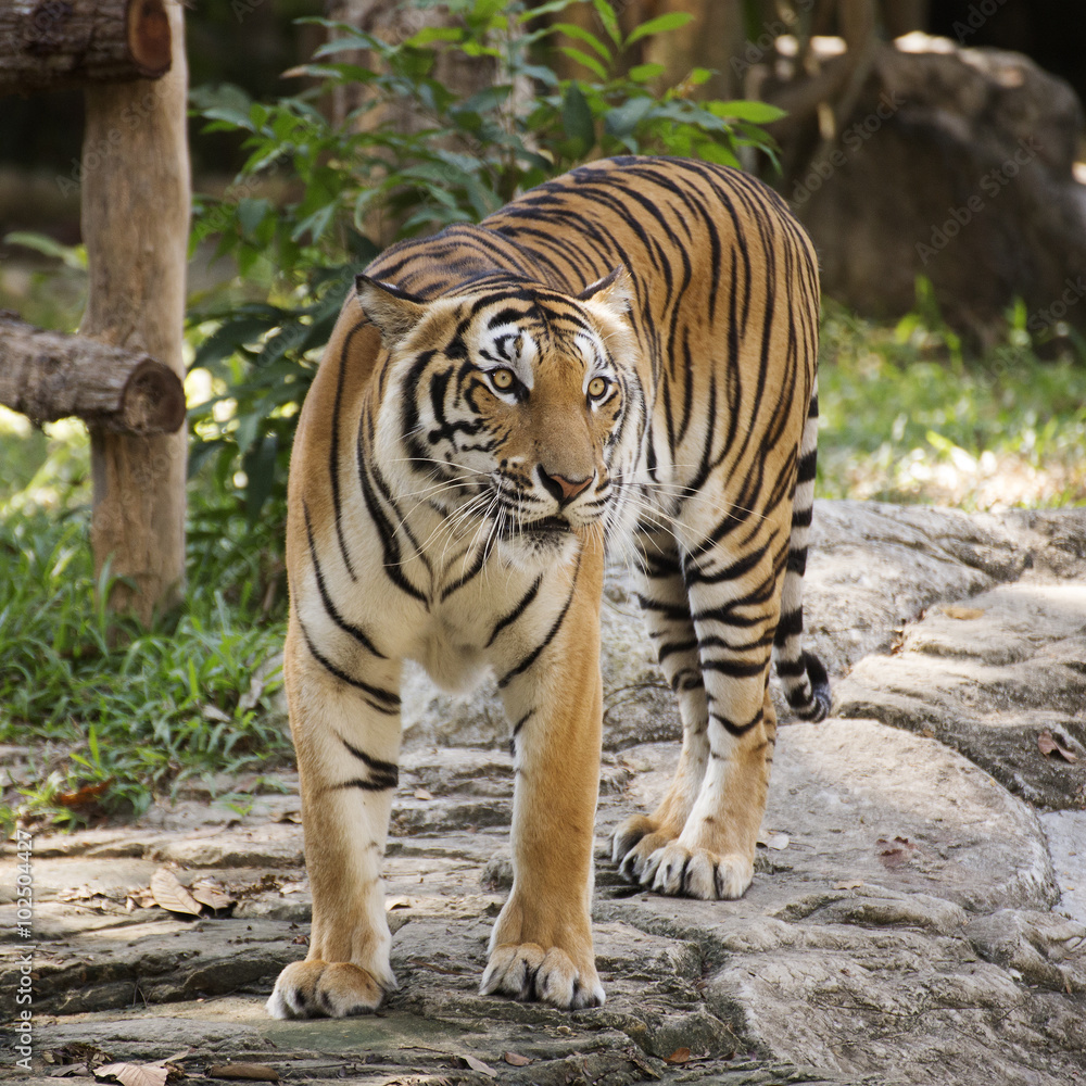 Fototapeta premium Bengal tiger
