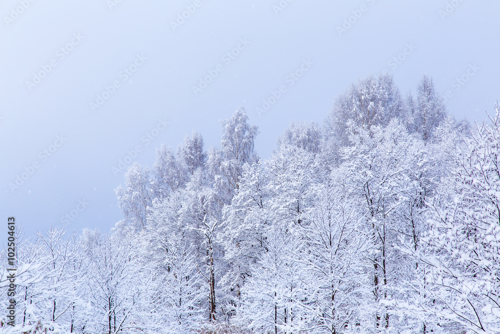 Tree branches are snow covered and look very beautiful Tree branches are snow covered and look very beautiful