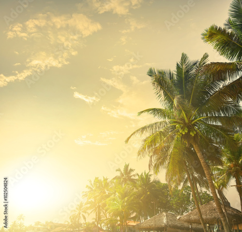 Palms at sunset