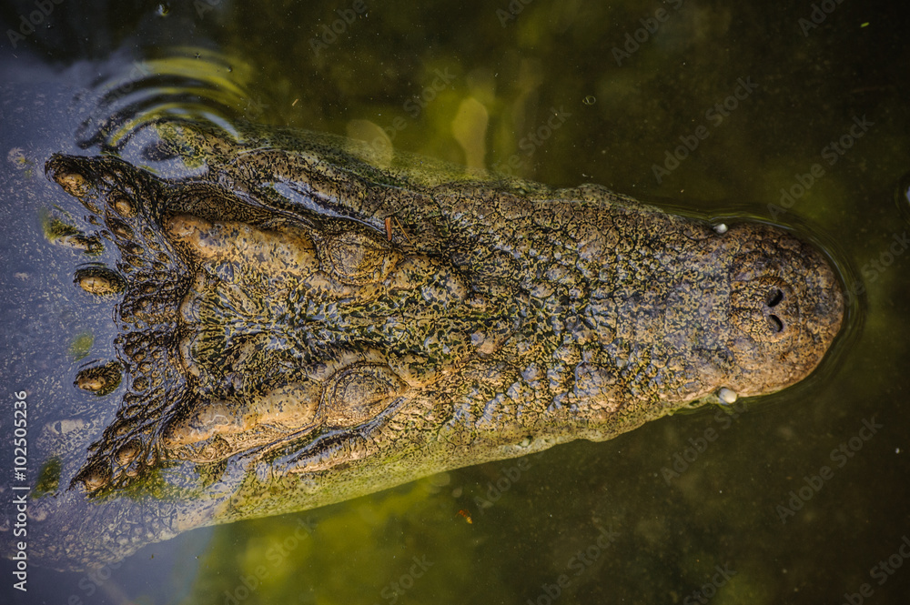 Naklejka premium Crocodile floating in water view from the top