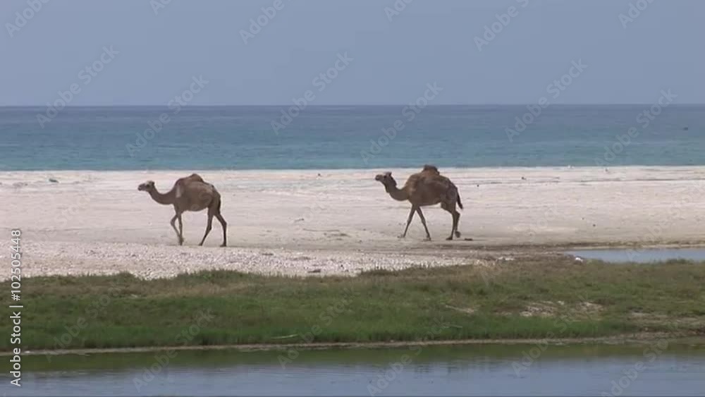 Camels walk along a deserted beach in Oman Camels walk along a deserted beach in Oman