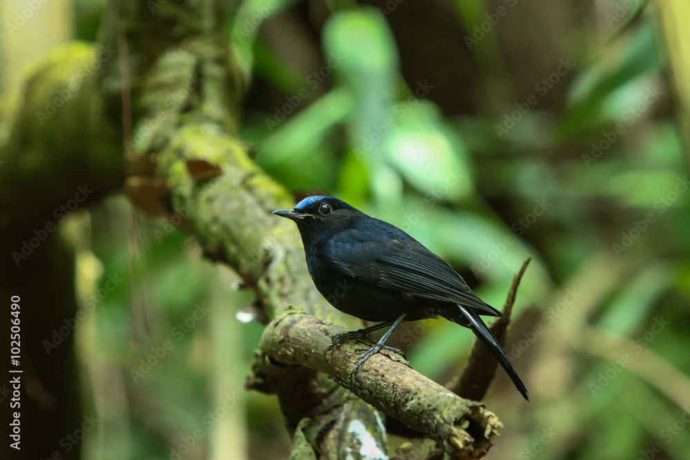 Obraz premium Bird,Large Niltava | Birds of Thailand: Siam Avifauna-On the DOI Inthanon, Chiang Mai Province Country Thailand