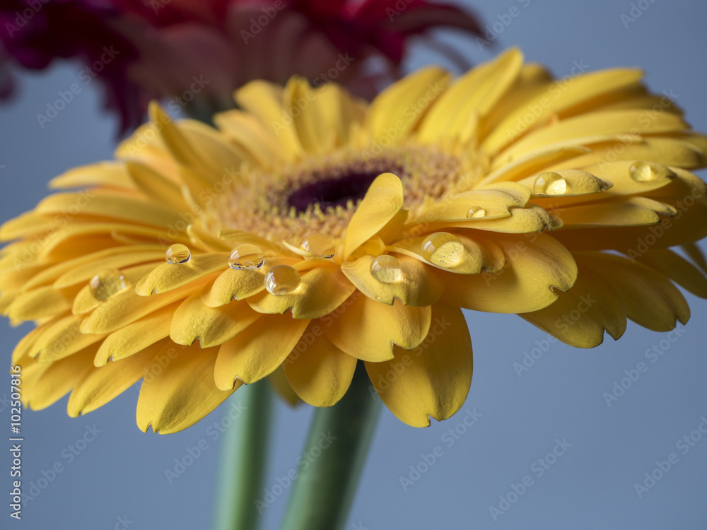 Fototapeta premium Yellow Barberton daisy,Gerbera jamesonii