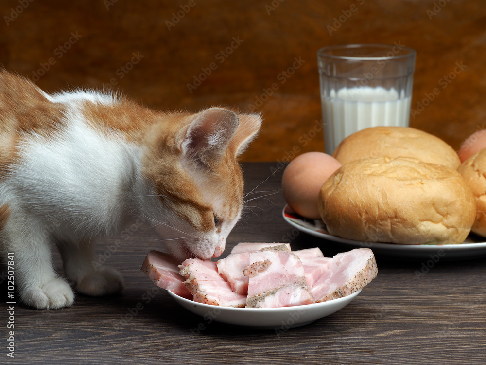 What to feed a kitten and how? Cat on a table eating a ham from a