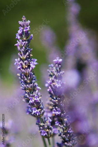 Purple lavender flowers, Close up of scented flowers in the lavander fields, Provence, France