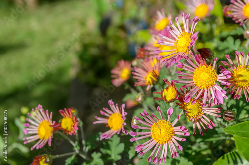 beautiful flower background at Japanese garden