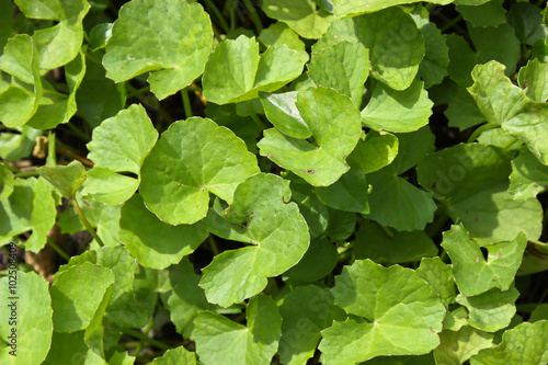 Asiatic are growing in a vegetable garden.