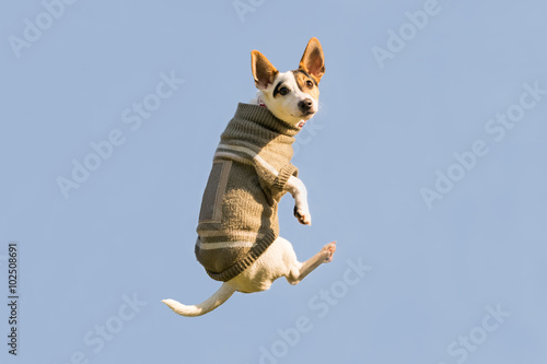 Jack Russell dog jumping up high in the air looking at the camera. A funny moment of a flying dog wearing winter clothes. 