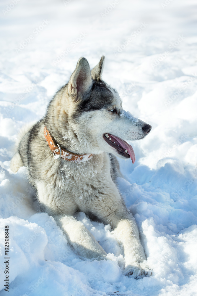 Naklejka premium Dog breed Husky