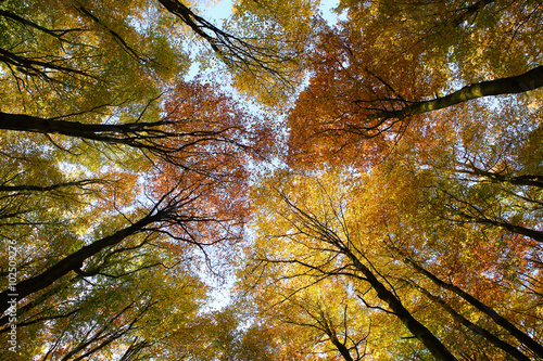 Bäume mit buntem Laub im Herbstwald von unten fotografiert