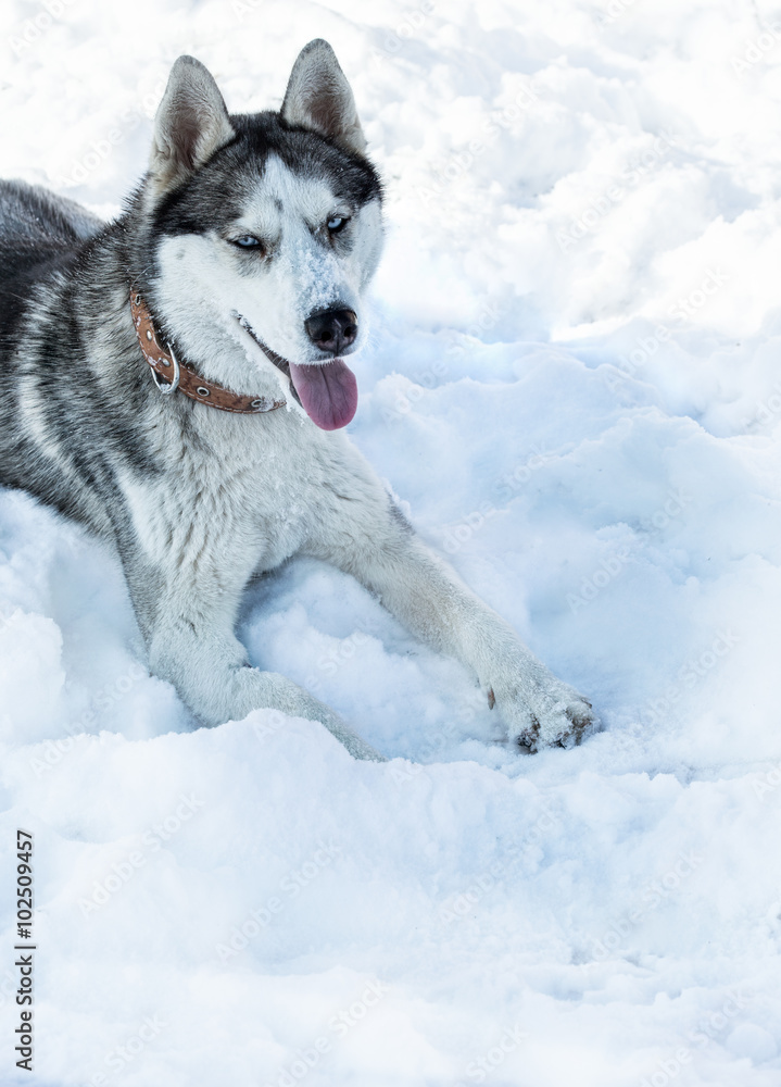 Naklejka premium Dog breed Husky