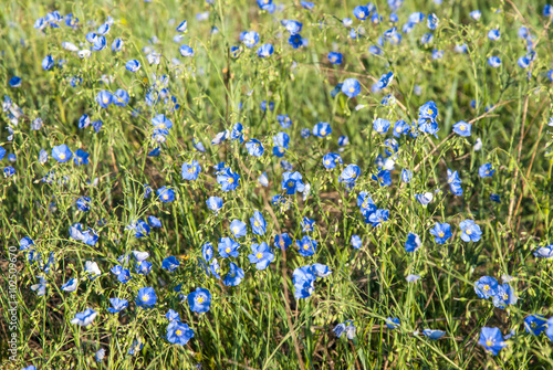 Meadow with Flax Flowers