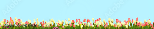 Spring meadow with sunny flowers. 3d rendering