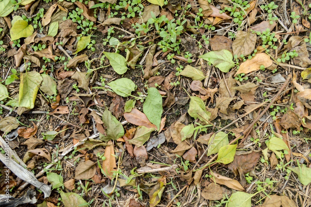 dry leaves on ground in autumn garden dry leaves on ground in autumn garden