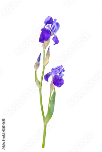 Fototapeta Naklejka Na Ścianę i Meble -  Iris flower 02