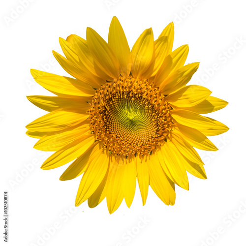 Sunflower isolated
