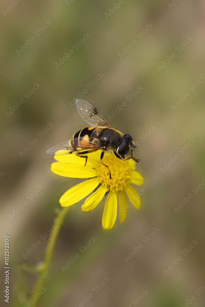 Female hoverfly / flowerfly Eristalis horticola on yellow flower Female hoverfly / flowerfly Eristalis horticola on yellow flower