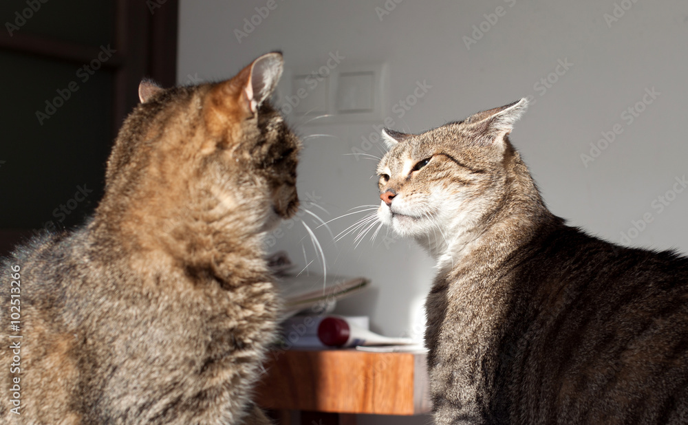 Two cats playing
