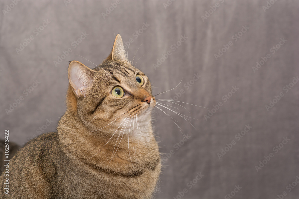 Portrait of an adult cat's curious looks